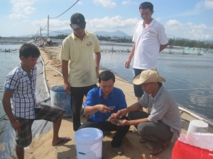 Anh Văn Tấn Thanh Tùng (áo xanh) ở thị trấn Hòa Hiệp Trung, huyện Đông Hòa làm giàu từ mô hình nuôi tôm thẻ chân trắng.