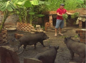 Mô hình nuôi lợn rừng của anh Bùi Minh Quang