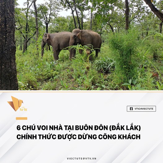 Chấm dứt khai thác du lịch cưỡi voi tại Buôn Đôn