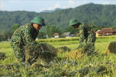 Bộ đội giúp dân gặt lúa. Ảnh minh họa: TTXVN