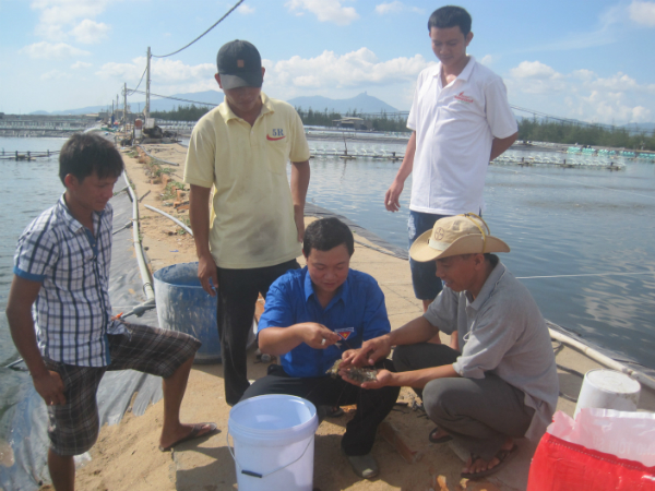 Anh Văn Tấn Thanh Tùng (áo xanh) ở thị trấn Hòa Hiệp Trung, huyện Đông Hòa làm giàu từ mô hình nuôi tôm thẻ chân trắng.