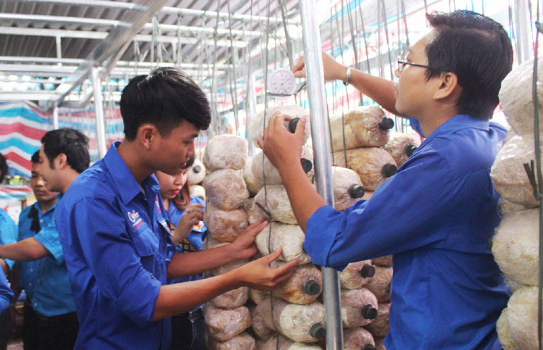 Tuổi trẻ TP Tuy Hòa tham quan mô hình trồng nấm bào ngư của Tổ hợp tác thanh niên ở phường Phú Đông.