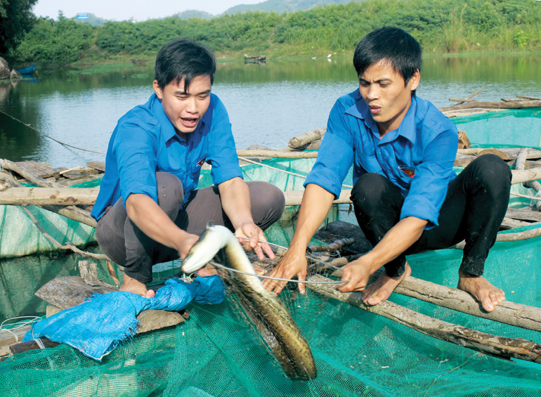 Chình nuôi 8 tháng tuổi ở hồ Đồng Khôn đạt trọng lượng khoảng 2kg/con.