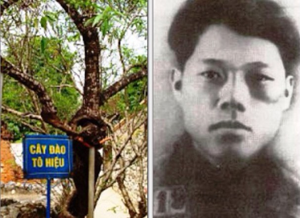 Nhà cách mạng Tô Hiệu và cây đào liệt sĩ đã trồng tại Nhà tù Sơn La. Ảnh tư liệu