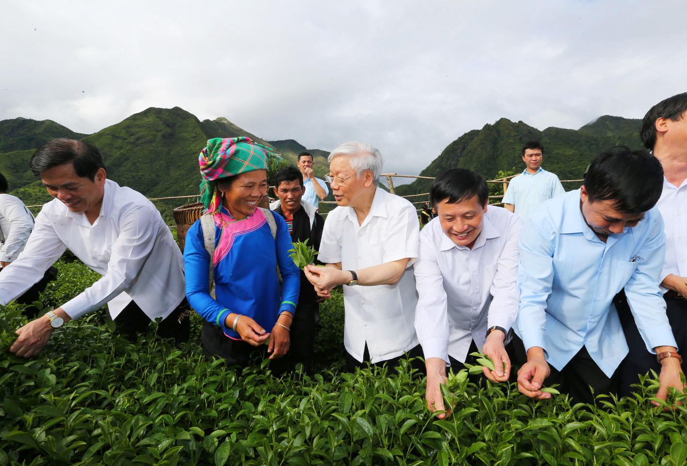 ​​​​​​​ Tổng Bí thư đã khảo sát thực tế mô hình thâm canh sản xuất chè chất lượng cao theo tiêu chuẩn VietGap tại bản Cốc Phát và tham gia hái chè cùng bà con xã Bản Bo